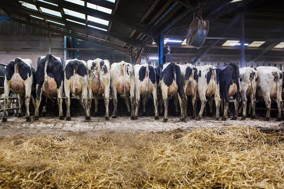 Dairy Cows - John Cartledge. Baileys and Partners