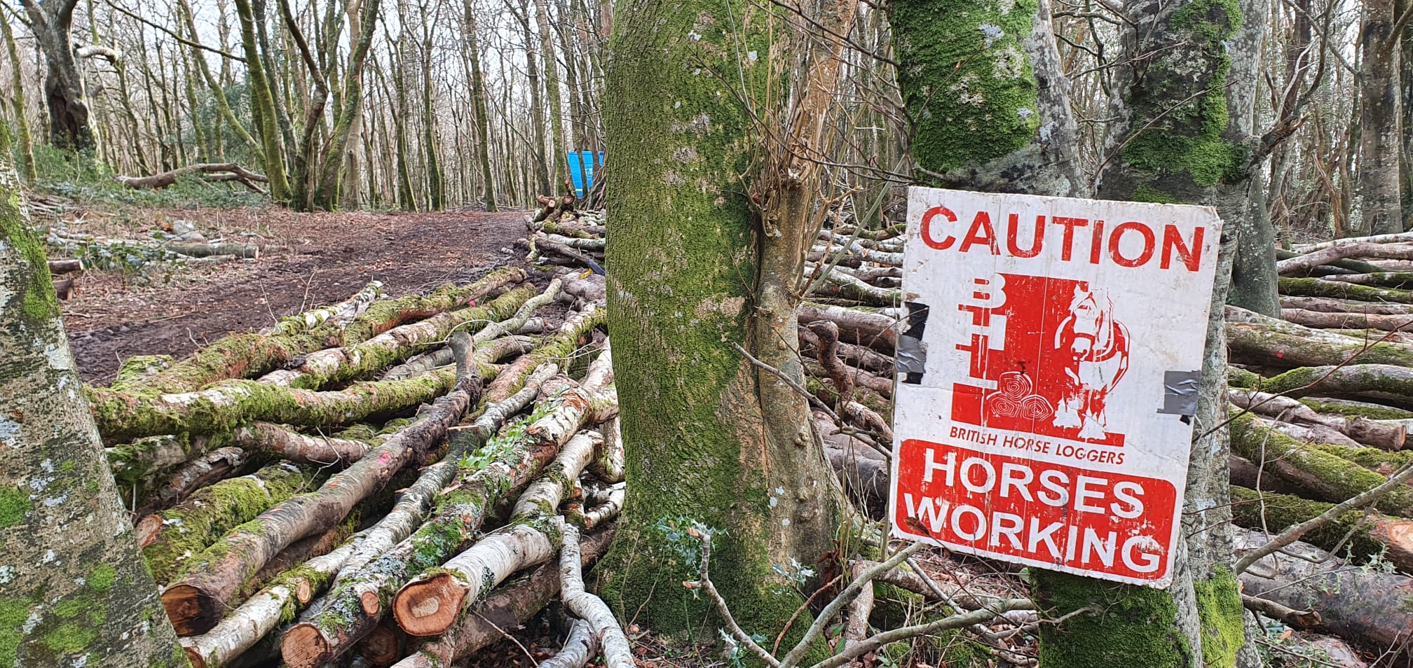 An ecosystem service: Broadleaf silviculture in action with horsepower