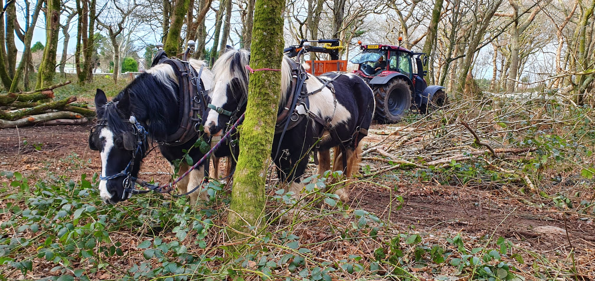 An ecosystem service: Broadleaf silviculture in action with horsepower